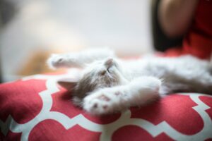 kitten stretch